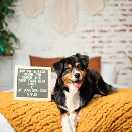 Australian Shepherds from Foxhill Farm Australian Shepherds