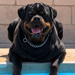 Edy - Rottweiler