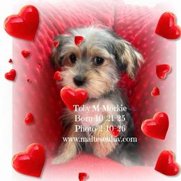 Toby M Morkie - male Morkie puppy in Silverhill, Alabama from Malteseuluv’s Tiny Treasurers