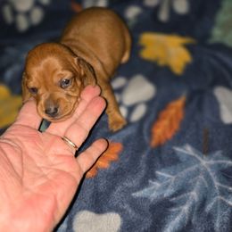 Ruby - Red female Dachshund puppy in Edinburg, Virginia from Hunter Lane Dachshunds