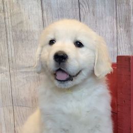 Golden Retrievers from Red Fern Companions