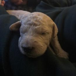 Goldendoodle Puppies from Da Ruba Doodles