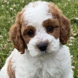 Cavapoos from Taylia's Cavapoos