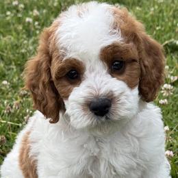 Cavapoos from Taylia's Cavapoos