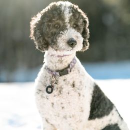 Daisy - Goldendoodle