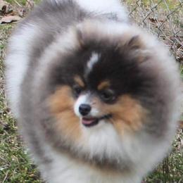 Pomeranians from Imperial Pomeranians