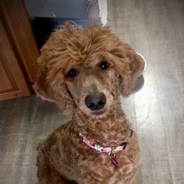 Poppy - Poodle