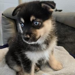 Pomeranian and Pomsky Puppies from Amazing High Desert Pomskys