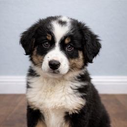 Arrow - Black tri-color male Australian Shepherd puppy in Traer, Iowa from Kelly Arndt