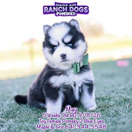 May - Black and white female Pomsky puppy in Humeston, Iowa from M.A.R. Dogs