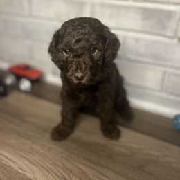 Miniature Schnauzer and Poodle Puppies from Lorraine Finley