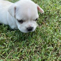 French Bulldog Puppies from Jackie’s French Bulldog’s