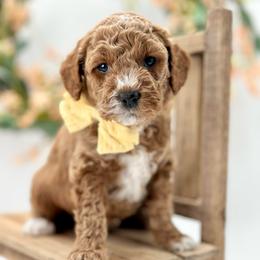Beau - Apricot male Goldendoodle puppy in Queen Creek, Arizona from Goldendoodle AZ