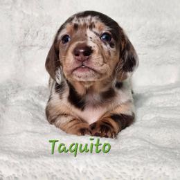 Taquito - Chocolate and tan male Dachshund puppy in Mount Sherman, Kentucky from Kaleidoscope Dachshunds and Whippets