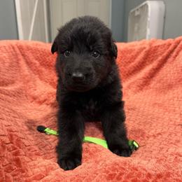Kennedy - Black female German Shepherd puppy in Pennock, Minnesota from Shakopee Creek German Shepherds