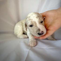 Petunia - Cream female Labradoodle puppy in Kingman, Arizona from The Dood Ranch