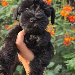 Boy 1 SOLID BLACK - Black male Miniature Schnauzer puppy in Mc Allen, Texas from Demara’s Premium Schnauzers