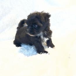 Ebony - Black male Morkie puppy in Bennettsville, South Carolina from Cottonwood Maltese