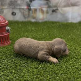 Chocolate and Tan Smooth Female - Chocolate and tan female Dachshund puppy in Killeen, Texas from Southern Dachshunds