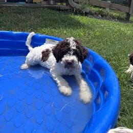 Boy 1 - White male Lagotto Romagnolo puppy in Talladega, Alabama from Boardwalk Water Dogs