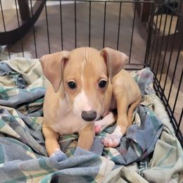 Boy 4 - Red male Italian Greyhound puppy in Monticello, Florida from Lebeck Acres