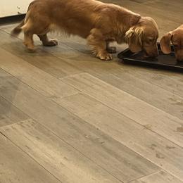 Lovie - Dachshund