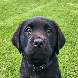 Labrador Retriever Puppies from Steele Caliber Retrievers