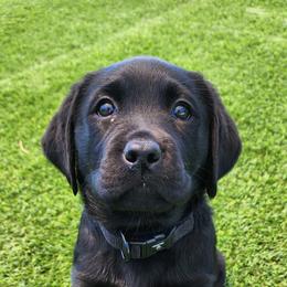 Labrador Retriever Puppies from Steele Caliber Retrievers