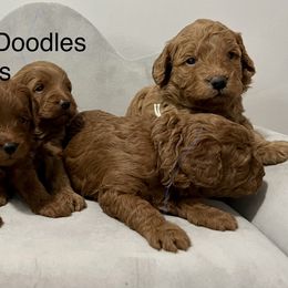 Goldendoodle and Poodle Puppies from Diamond Companions