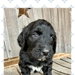 Benedict - Black male Goldendoodle puppy in Caddo Mills, Texas from Fire Wife Doodles