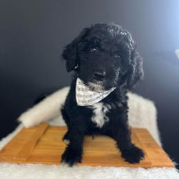 Noodle - White and black male Bordoodle puppy in Valley Center, California from Circle R Valley Bordoodls