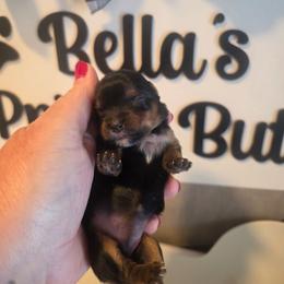 Maui - Black and tan female Yorkshire Terrier puppy in Clermont, Florida from Bella's Prissy Butts