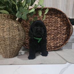 Max - Black male Cocker Spaniel puppy in Corcoran, California from Sweetheart Cockers