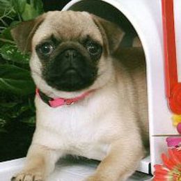 Norfolk Terriers and Pugs from Locklan Kennel