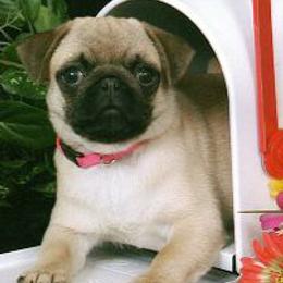 Norfolk Terriers and Pugs from Locklan Kennel
