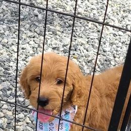 Aussiedoodle and Goldendoodle All Grown Up from Hunting Creek Kennels