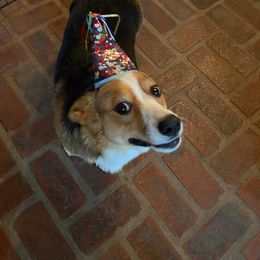 American Corgi, Dachshund, and Pembroke Welsh Corgi Puppies from Hoppin’ B Corgis & Mini Dachshunds
