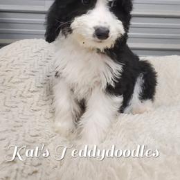 Girl 4 - Black and white Bernedoodle puppy in Schertz, Texas from Kat's Teddydoodles
