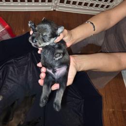 Puppy Boy 1 - Salt and pepper male Miniature Schnauzer puppy in Baldwin, New York from Schnauzy Pawz
