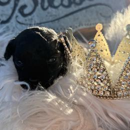 Dreamer - Black female Poodle puppy in Taylorsville, North Carolina from SilverLining highlands and hounds