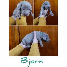 Weimaraner Puppies from LAAT Weims