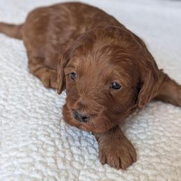 Purple - Red  male Goldendoodle puppy in Connecticut from Valley View Doodles