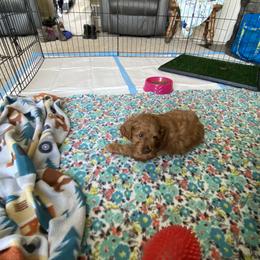Cockapoo Puppies from Coco's Cocopuffs