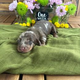 Hunter - Dapple male Dachshund puppy in Miami, Florida from Oscar's Dachshunds