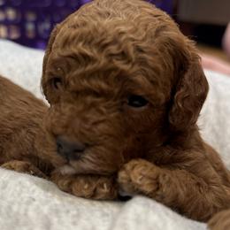 Poodle Puppies from Mountain Valley Poodles