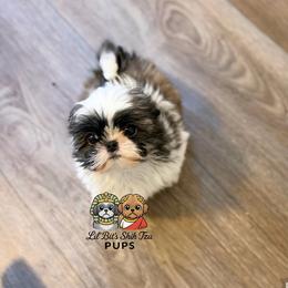 Beau - Tricolor male Shih Tzu puppy in Walkertown, North Carolina from Lil’ Bit’s Shih Tzu