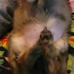 Dachshund Puppies from CLARK'S BREEDING PROGRAM