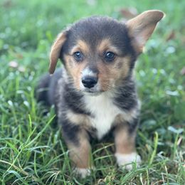 Jackpot (1000) - Black and tan male American Corgi puppy in East Oakdale, California from Rhettro Kennels