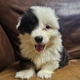 Nole - Black and tan male Pembroke Welsh Corgi puppy in Castle Rock, Washington from Heckman Corgis