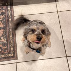 Minnie - Aussiedoodle